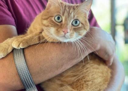 Gatto a pelo corto: cosa uso per spazzolarlo