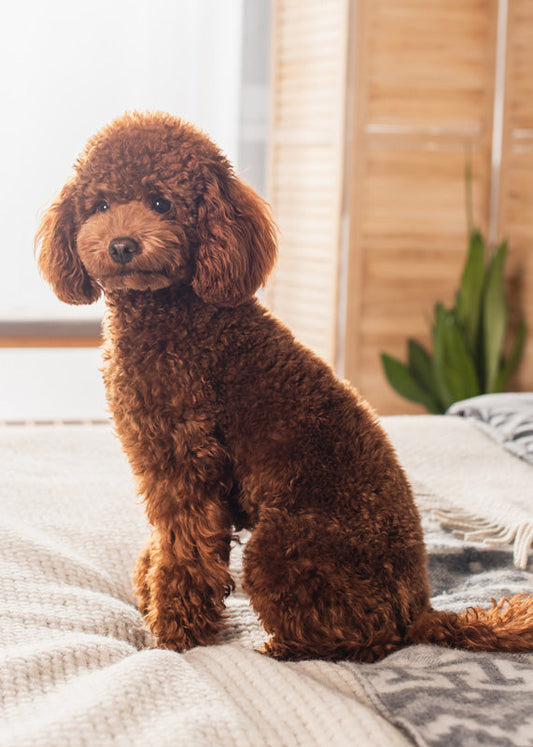 Consigli e trucchi per il tuo cane a pelo riccio!
