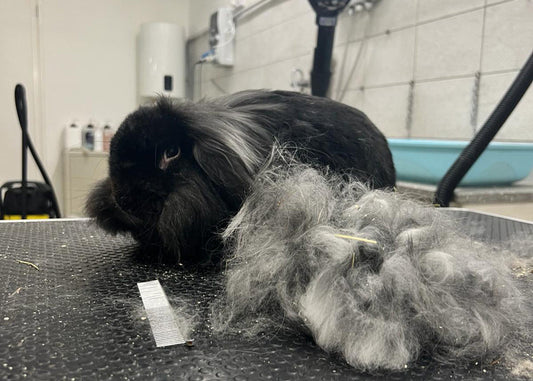 Consigli per il Trattamento del Pelo del Tuo Coniglio a pelo medio lungo