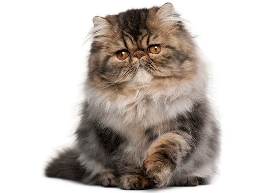 Esplorando i Diversi Mantelli dei Gatti e le Pratiche di Cura