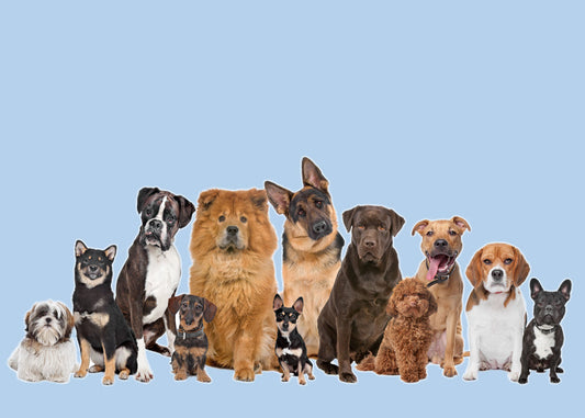 Guida al Mantenimento del Pelo del Tuo Cane: Conoscere i Diversi Tipi di Pelo