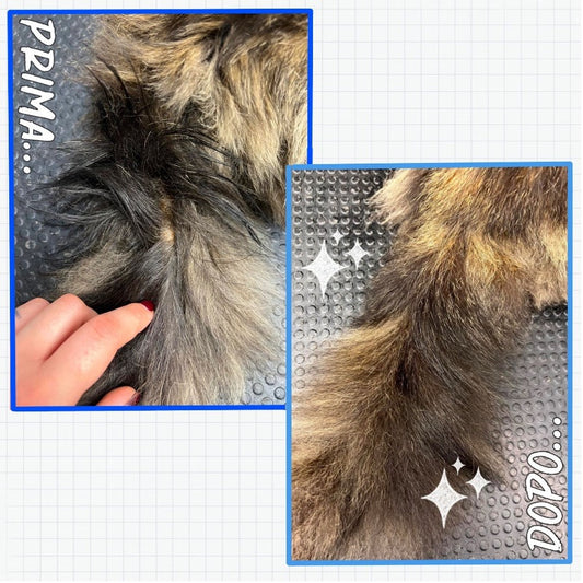 La cura della "Coda da Stallone" nei Gatti