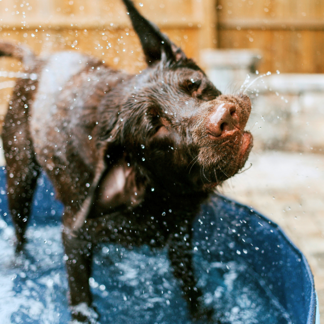 Come lavare il cane a casa