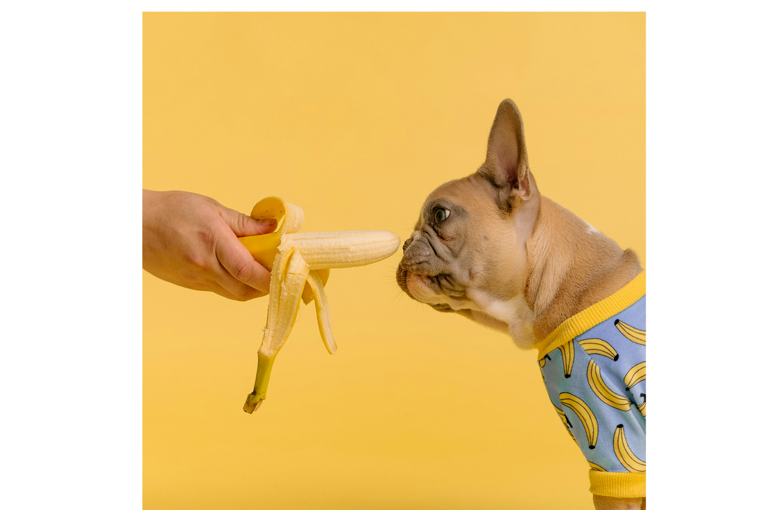 BARF e dieta casalinga: perché NON improvvisare!