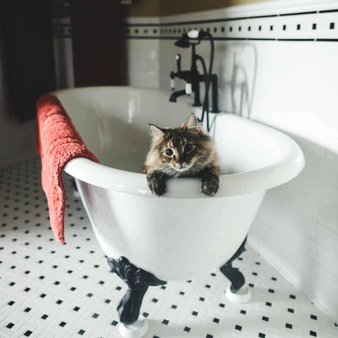 Come fare il primo bagno al gatto