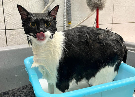 L'Importanza della Pulizia del Gatto Un Atto di Cura e Benessere