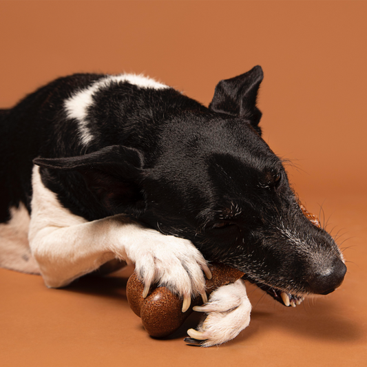 Perché è importante masticare (anche per i gatti)