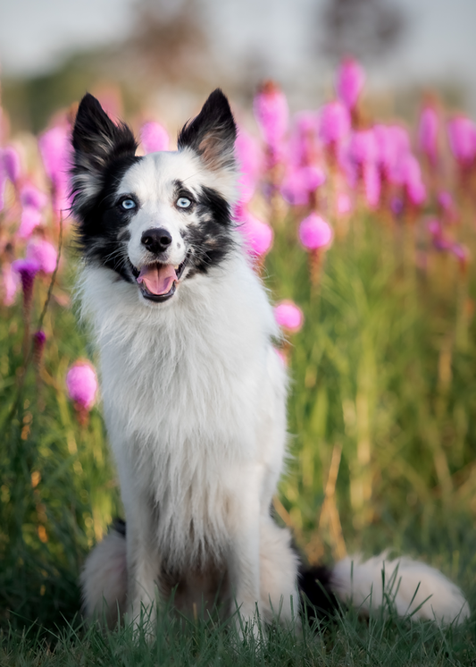 Pelo Routine del tuo Cane a Pelo Frangiato