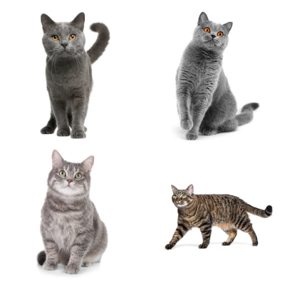 Pelo corto gatto