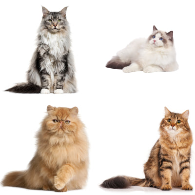 Pelo Medio e/o Lungo gatto