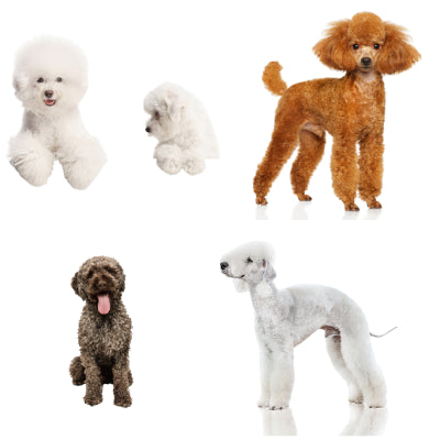 Pelo Riccio e ondulato