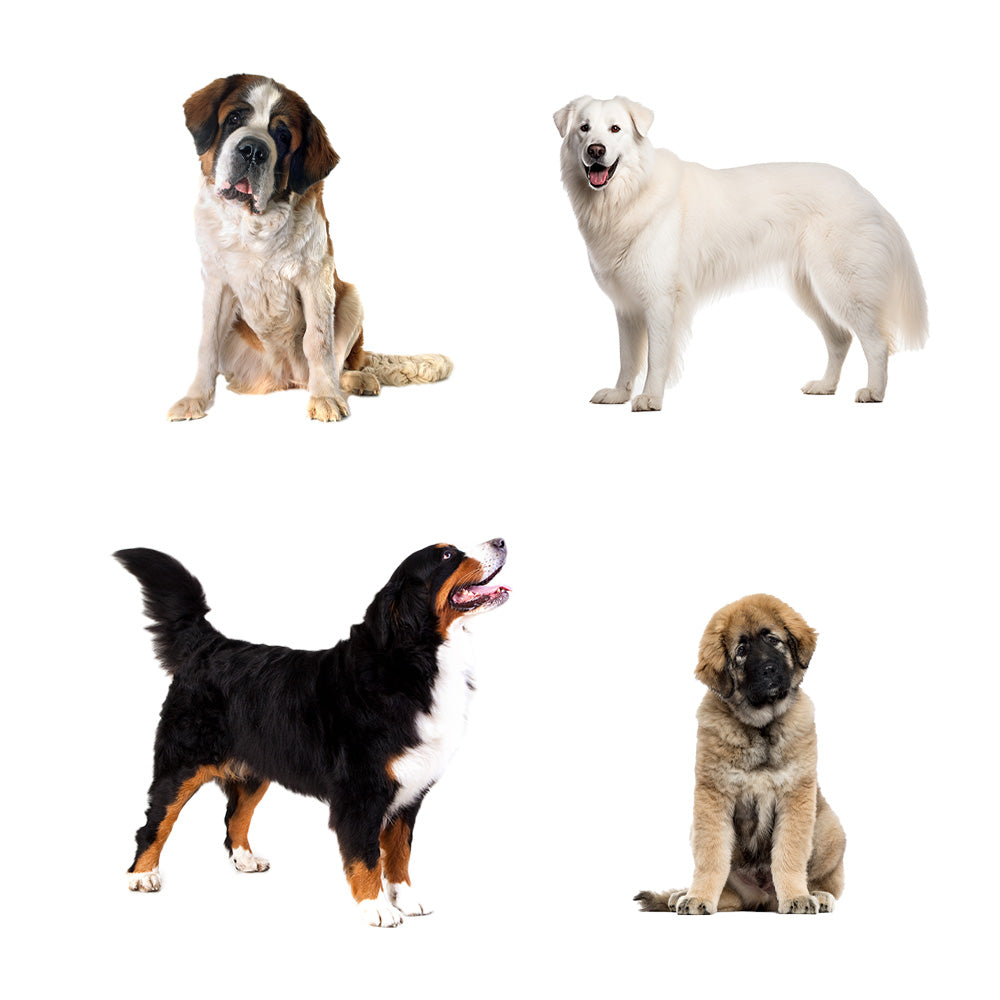 Pelo a manto doppio o