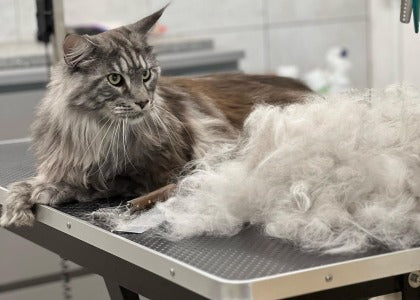 Spazzolare e slanare il gatto a pelo lungo, quando si fa?
