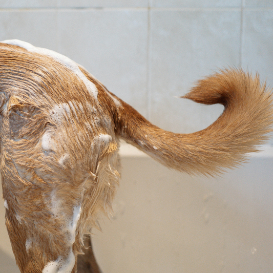 Quanto spesso devo lavare il mio cane?
