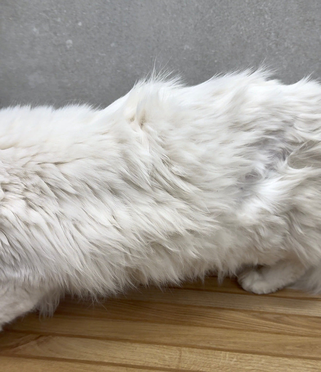 Pelo unto nel gatto: come lavarlo step by step