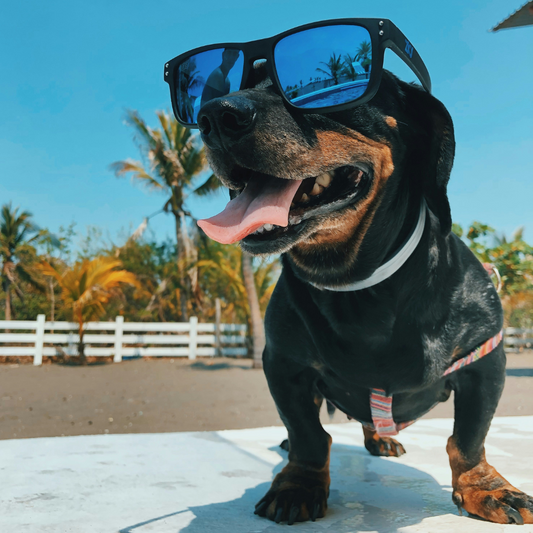 Cane al mare: come lavarlo dopo il bagno