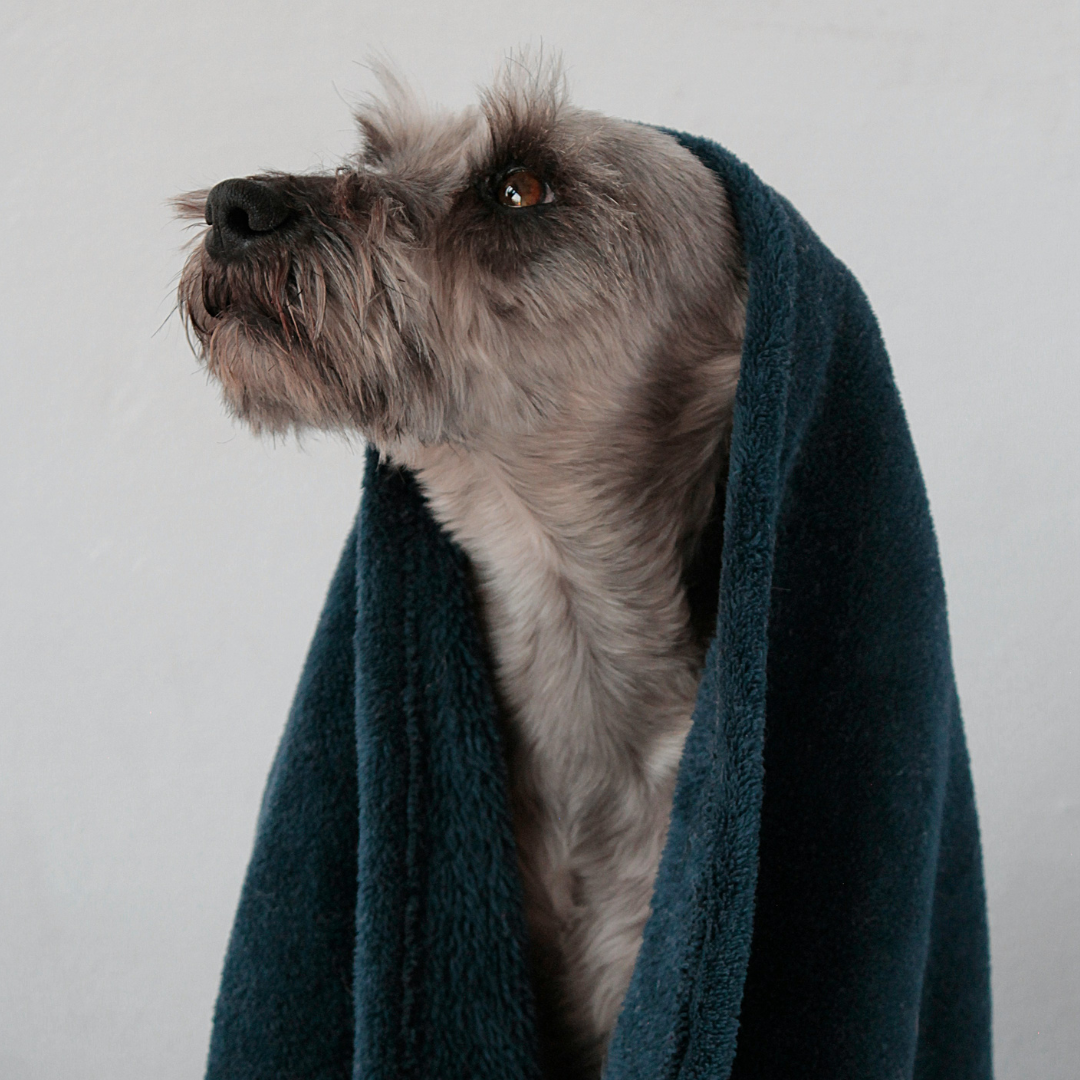 Tosare il cane d'estate: quando si può fare?