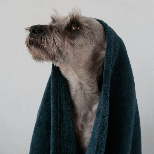 Tosare il cane d'estate: quando si può fare?