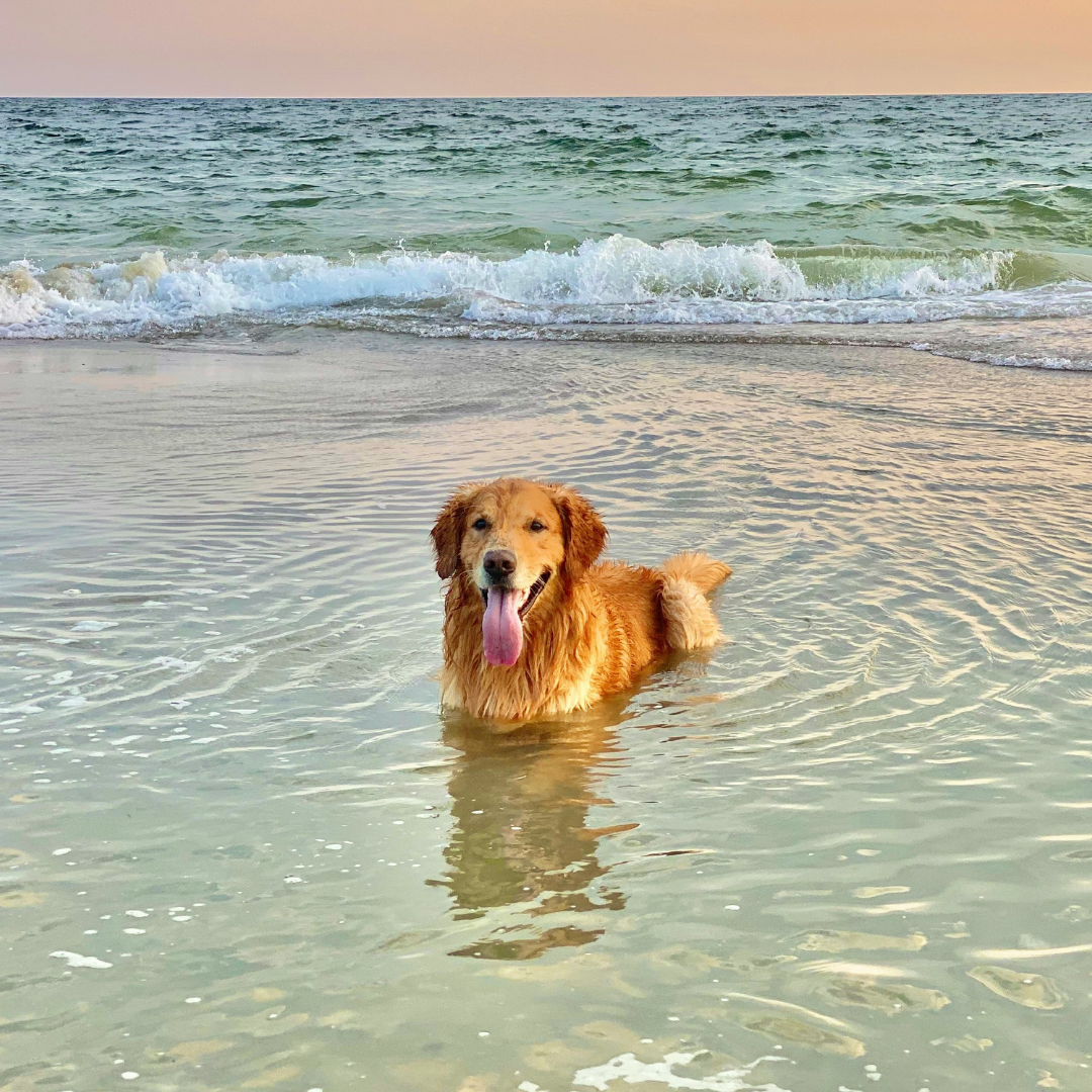 Colpo di calore al cane: il pelo lo protegge davvero?