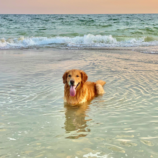 Colpo di calore al cane: il pelo lo protegge davvero?