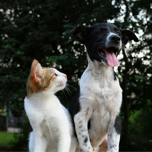 Come toelettare il cane e il gatto in estate