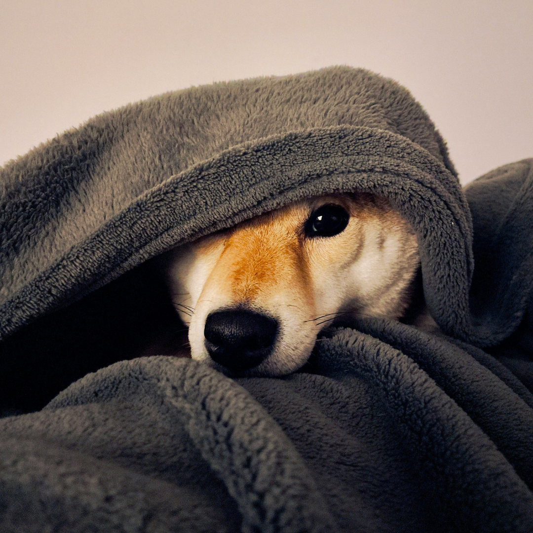 Il mio pet sta male, posso portarlo lo stesso in toelettatura?