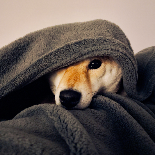 Il mio pet sta male, posso portarlo lo stesso in toelettatura?