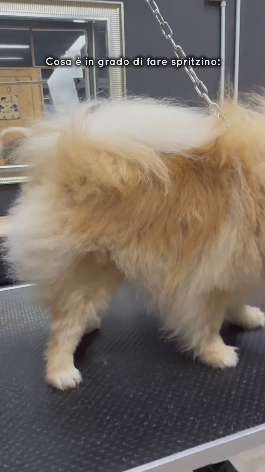 BOX NATALE SPRITZINO, per cani pelo tipo spitz e primitivo