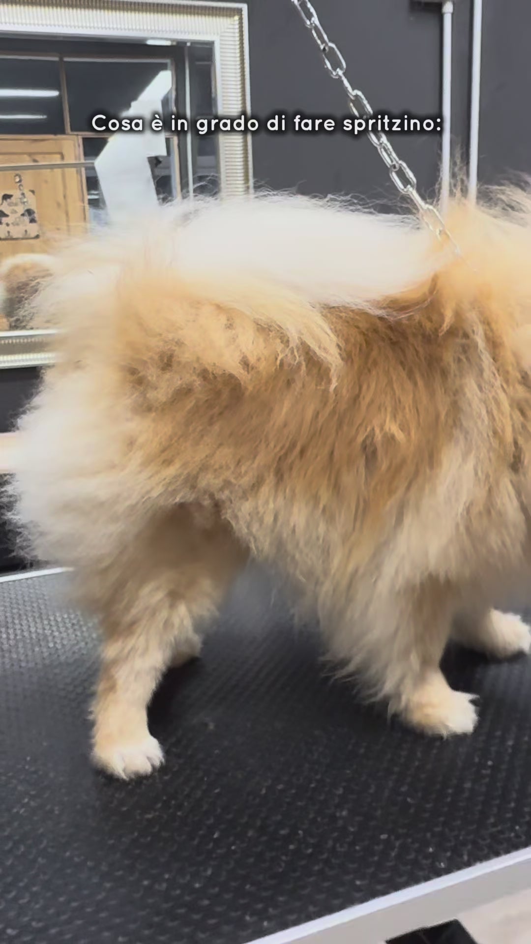 KIT SPRITZINO SHAMPOO + BALSAMO  volumizzante antimuta per peli spitz e primitivi